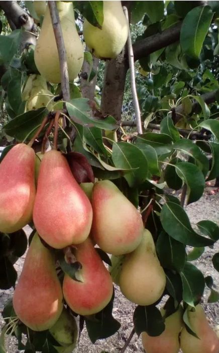 Pomi Pitici Dwarf ( PĂR )