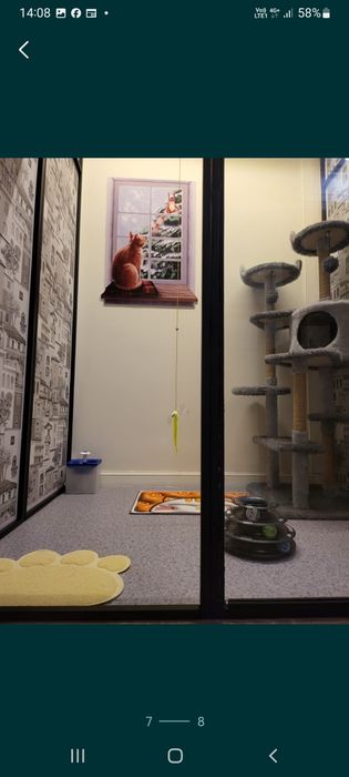 Гостиница для кошек.