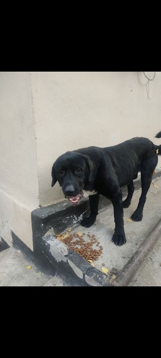 Собака в хорошие руки