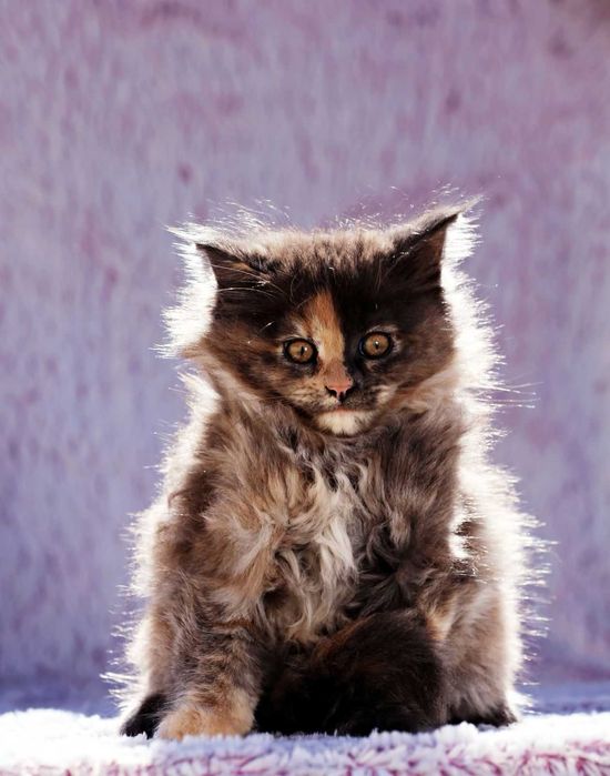 Motănel Maine Coon de elită – Pedigree WCF – Crescător