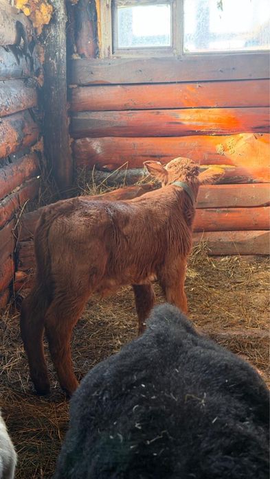 Продам телят ,бычки