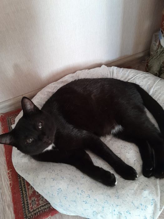 Отдам милых котеек