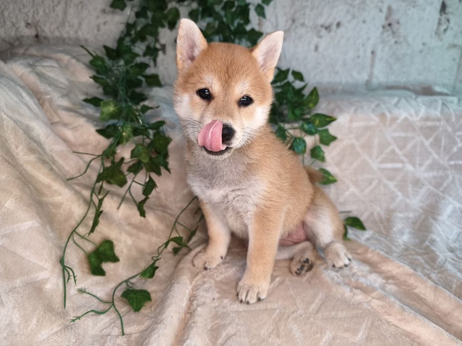 shibaさま＊オーダー品になります shiba • Anunturi gratuite • OLX.ro