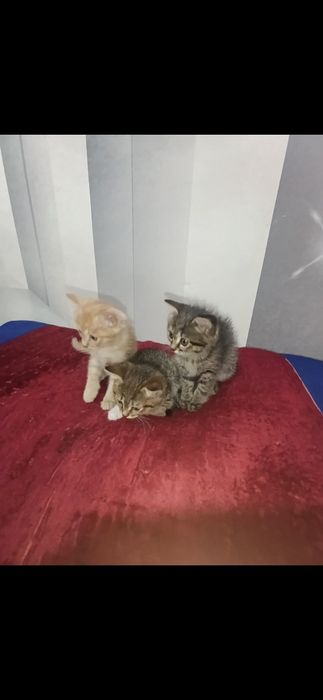 Отдам в хорошие руки
