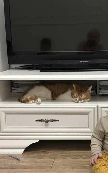 Боня кошка бесплатно