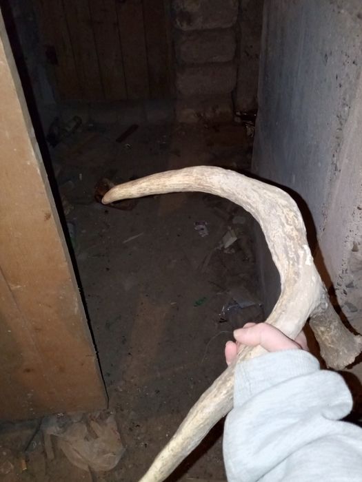 Продам рога лежали в подвале