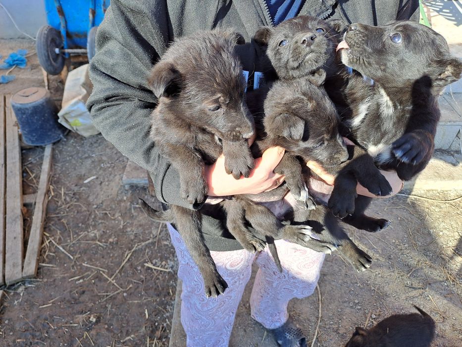 Отдам щенков в хорошие и добрые руки