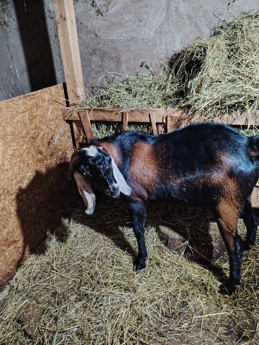 Tap anglonubian de vanzare