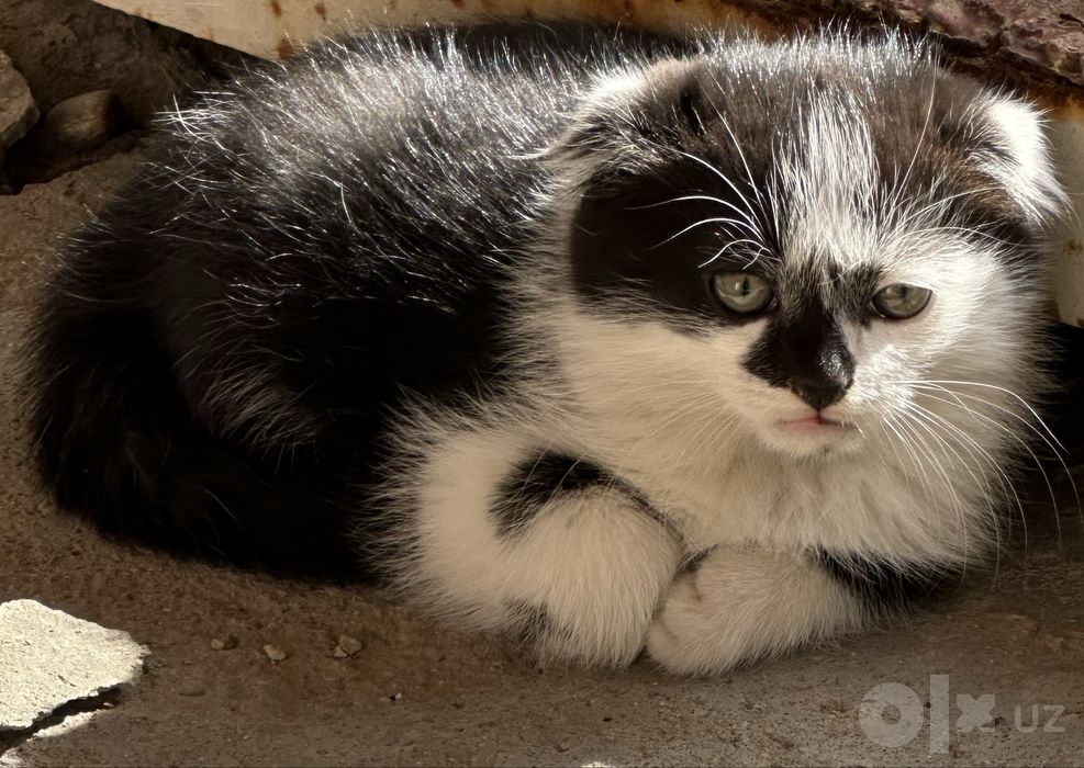 Продается шотландский котят