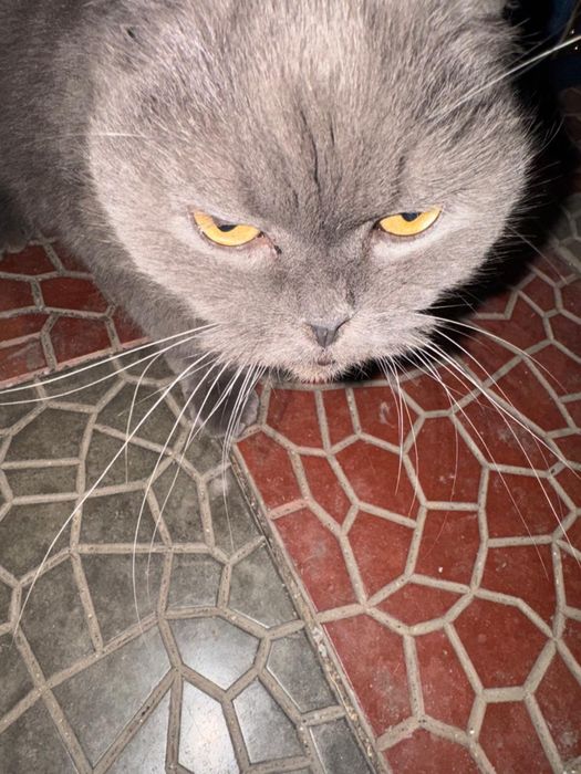 Шотландский вислоухий кот