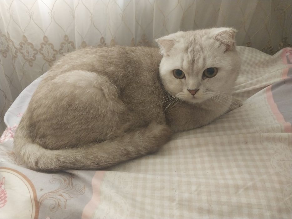 Mushuk sotiladi arzonga