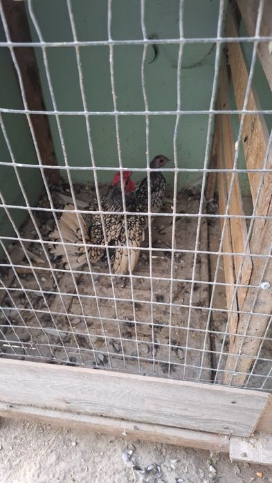 Японча пара сотилади