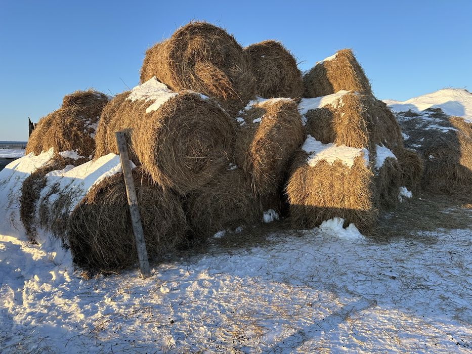 Продам сено в рулонах