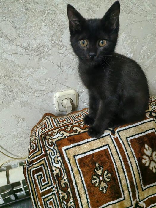 Котята красивые мальчик и девочки