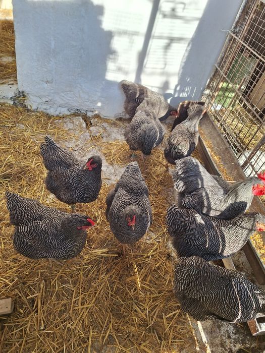 Găini Playmouth rock barat.