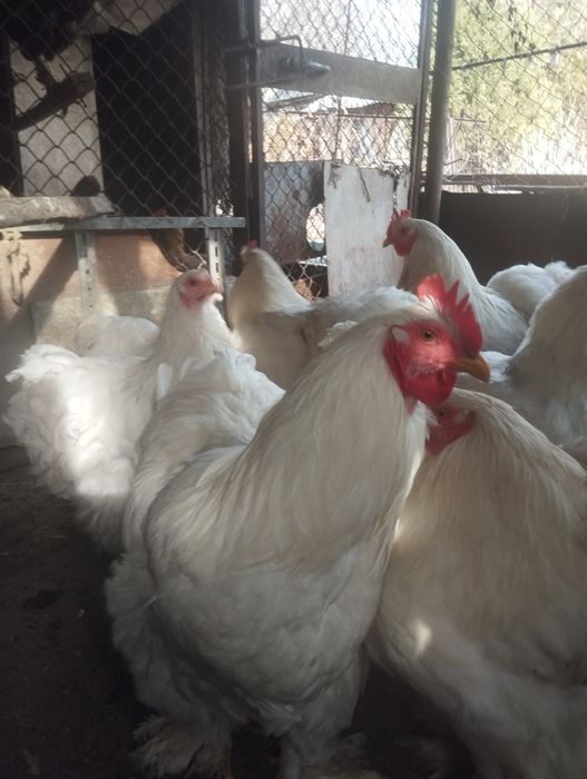 Продам семью кур Коханхин