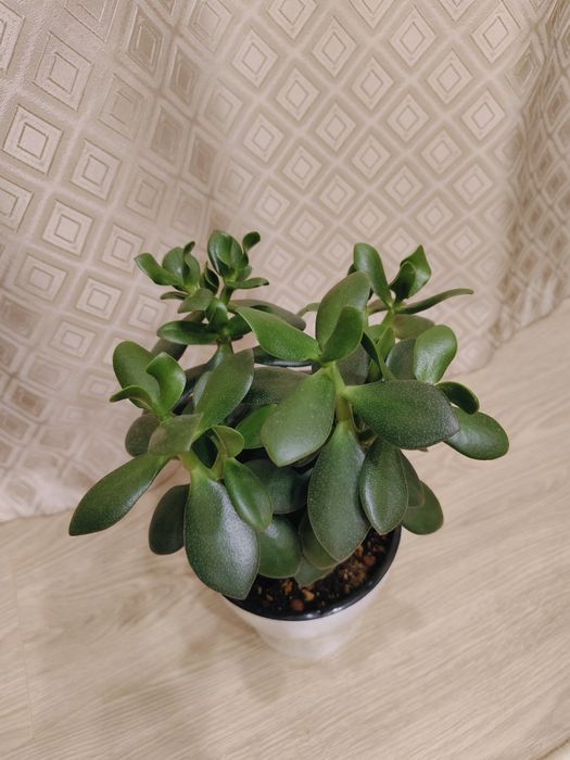 Крассула овата (Толстянка)