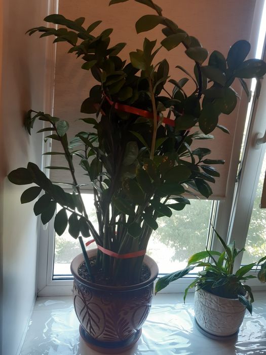 Продам доллоровое дерево