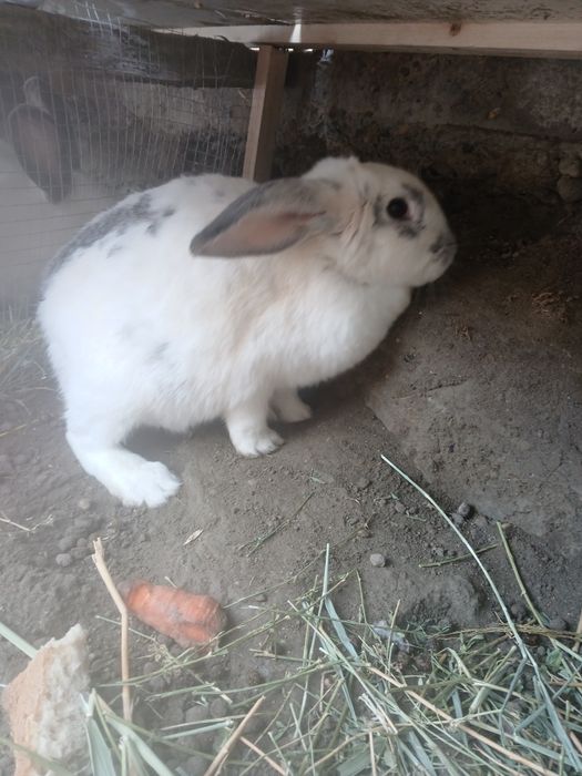 Quyonlar sotiladi 2 ta moda   1 ta nar modalar bo'g'oz narxi 300 ming.