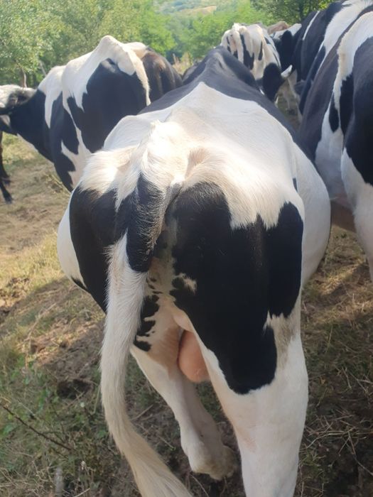 Vind vaci,viței, taurii