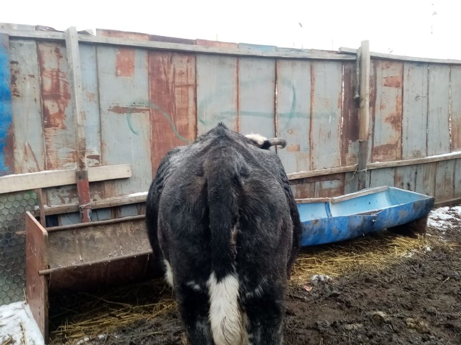 Семиз сиыр сатылады