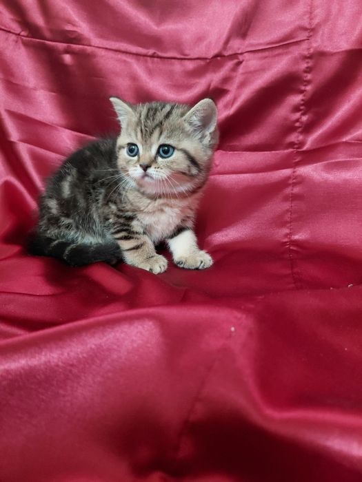 Срочно продаются котята