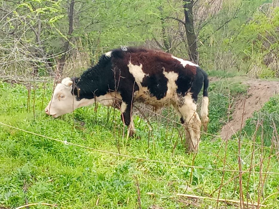 Бычок продается .