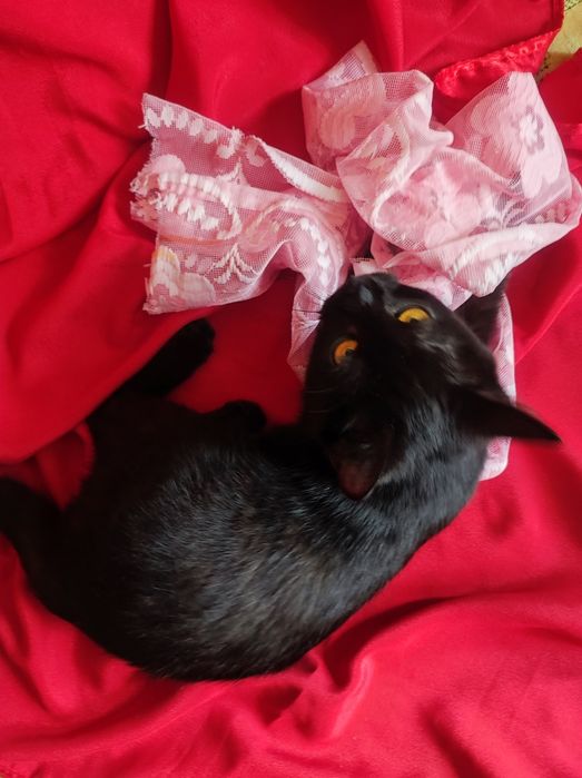 Котёнок девочка 4,5 месяца