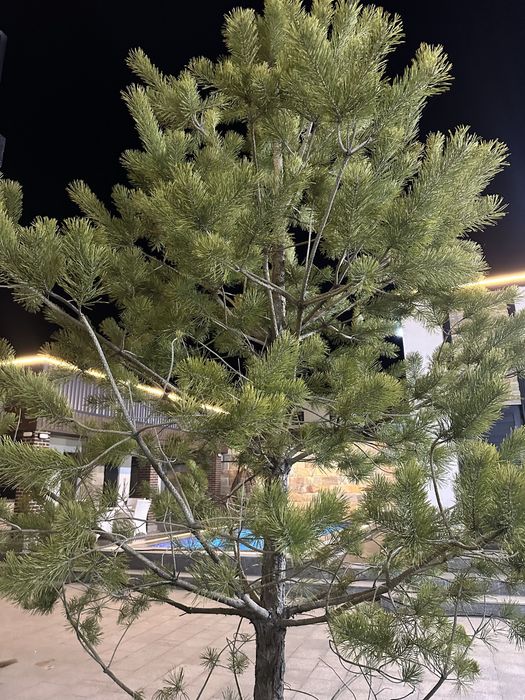 Продам ёлки три штуки