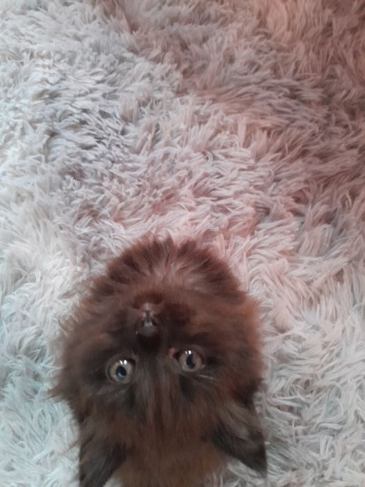 Котёнка  сибирская