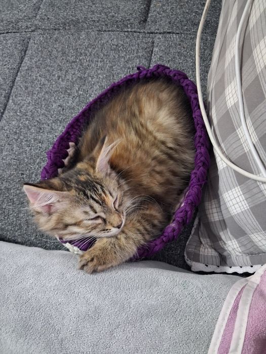 Котёнок девочка в добрые ответственные руки