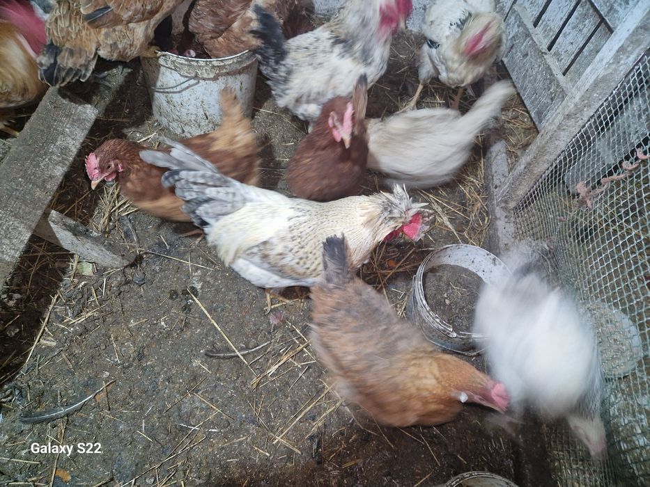 Продам цыплят,утят,гусят.