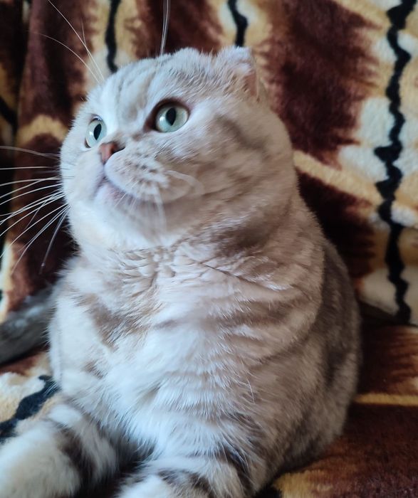 Скоттиш фолд. Кот. Вязка