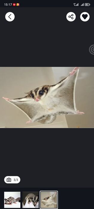 Продам белку литягу