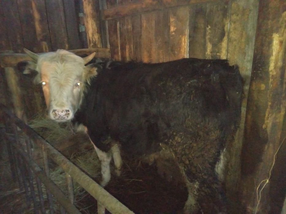 Продам бычок и телочка