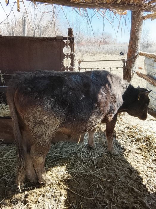 Бык на откорме .