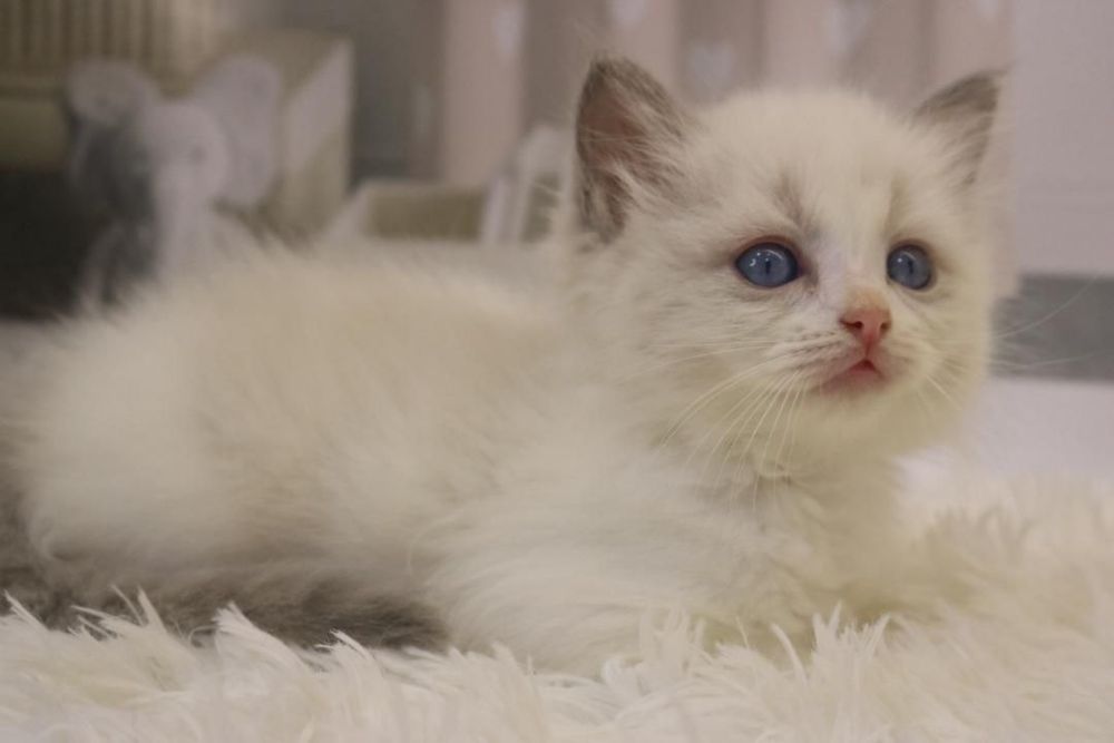 Чистокровные Рэгдоллы