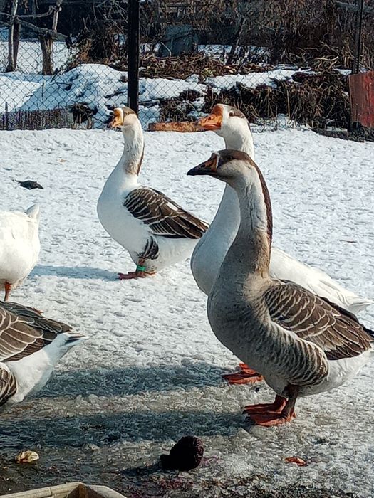 Продам молодых гусей