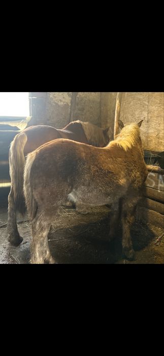 Vând mânză – 6 luni rasă grea (Ardenez)