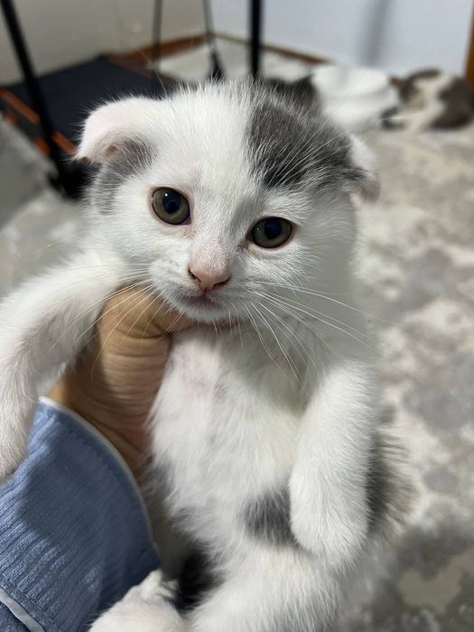 Продаётся котёнок скоттиш фолд