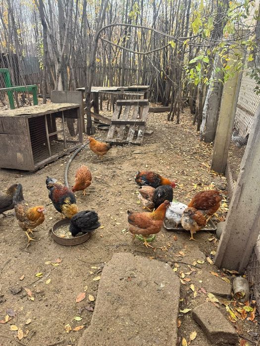 Продам кур домашние