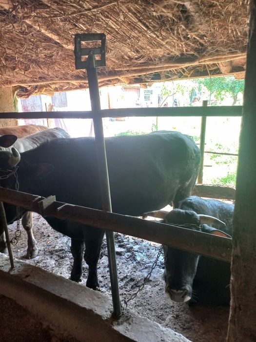 Buqalar sotiladi kelishilgan narxlarda