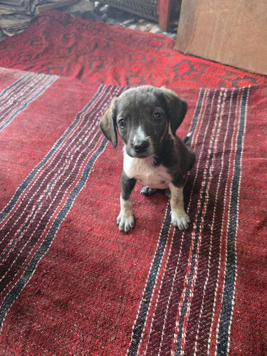 Хотел за кучета Хачико