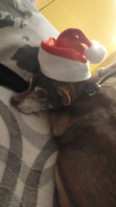 Пропала собака .