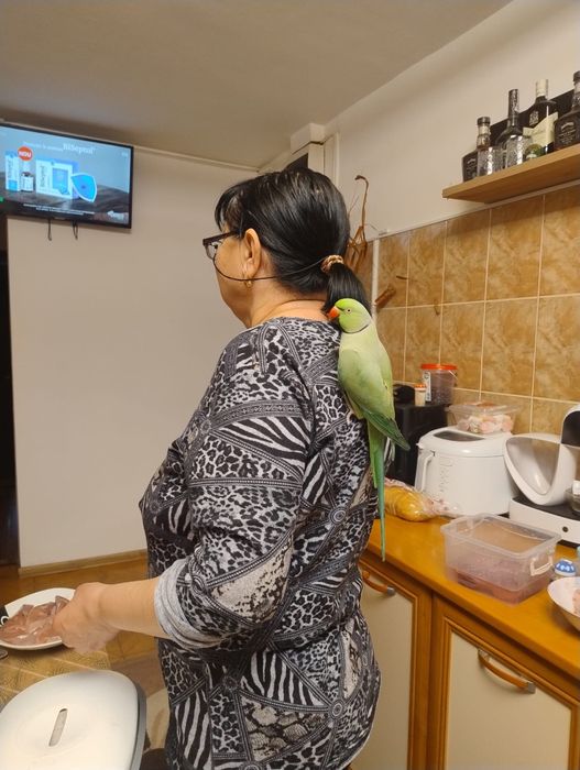 Papagal Micul Alexander