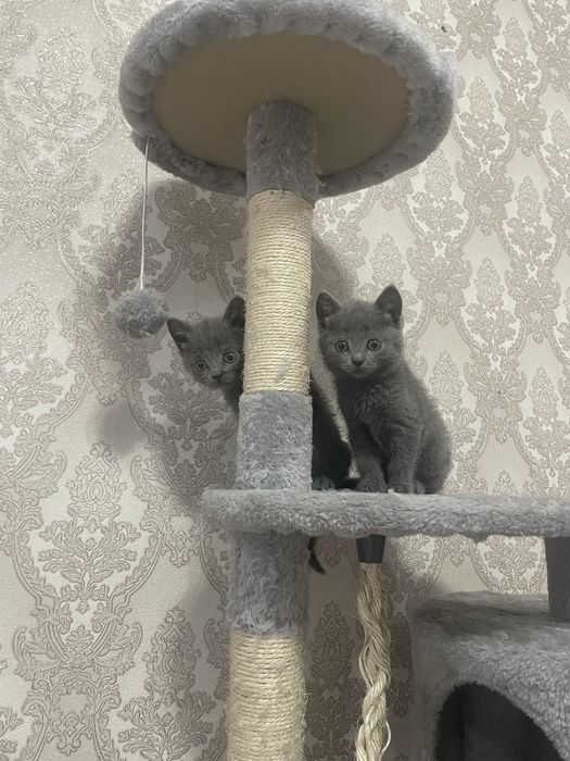 Продам британский котят