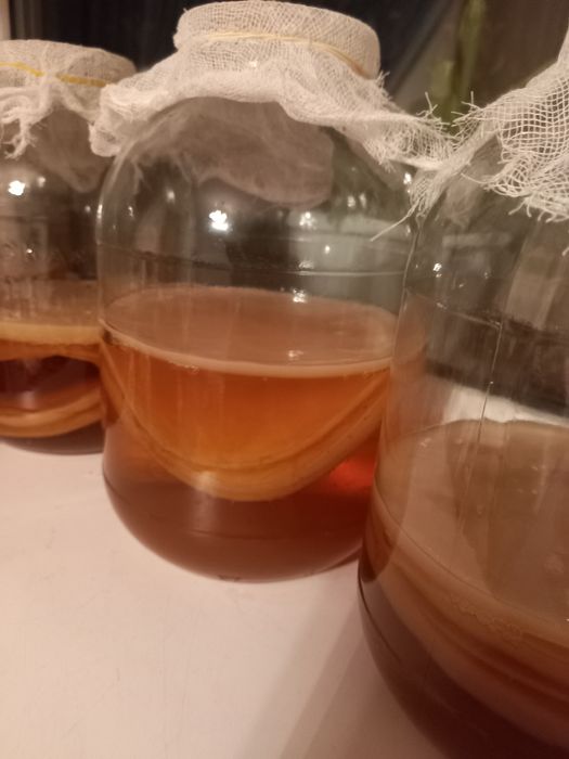 Продам чайный гриб