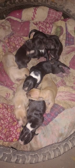 Продам шенков педбула