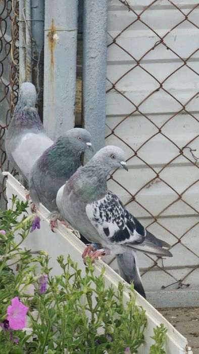 Продам домашних голубей