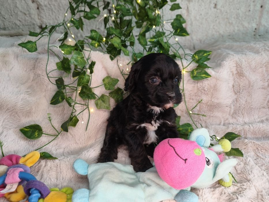 Vand fetita Cavapoo f1 black